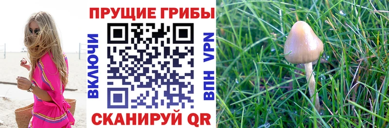 OMG ССЫЛКА  магазин продажи   даркнет Telegram  Псилоцибиновые грибы Cubensis  Тарко-Сале 